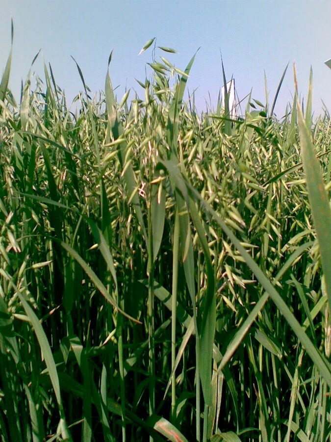 Какие сорта овса. Овес обыкновенный (avena sativa. Ячмень яровой зернофуражный. Сорт овса иртыш 22. Овес фуражный.