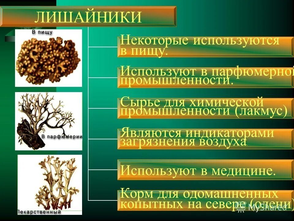 Общая характеристика лишайников 5 класс. Характеристика лишайников 5 класс. Характеристика лишайнико. Лишайники общая характеристика 5 класс.