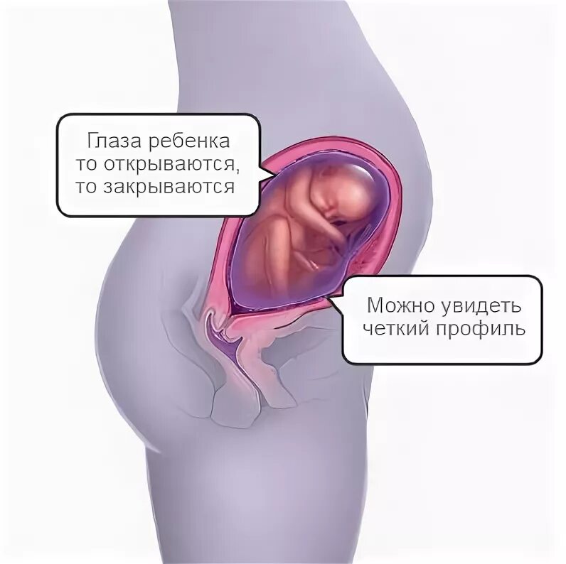 Тонус 27 неделя. Гипертонус матки живот. Матка на 27 неделе беременности. Беременность матка в тонусе.