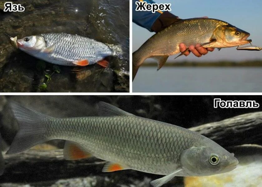 Похоже на плотву