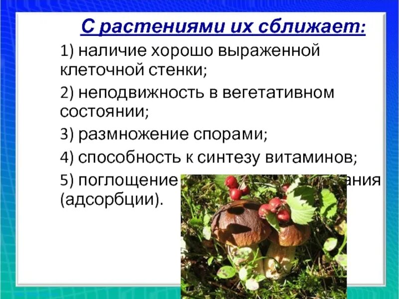 Организмы царства грибов и лишайников. Царство грибов презентация. Характеристику царства грибов и лишайников. Царство грибов биология. Грибы 7 класс биология кратко