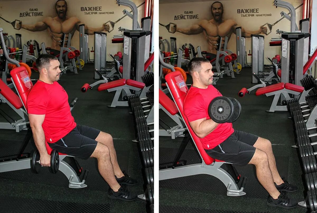 Dumbbell hammer curls. Подъем гантелей на бицепс сидя. Бицепс гантелями сидя на скамье. Подъем гантелей на бицепс на наклонной скамье. Подъем на бицепс сидя на наклонной скамье.