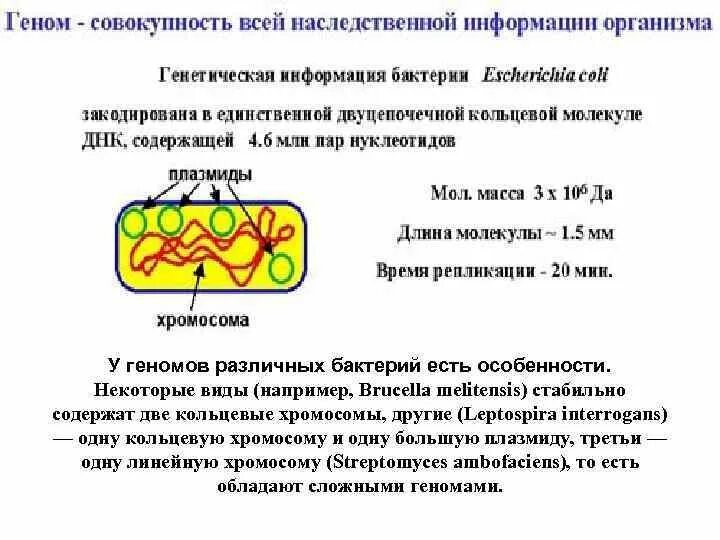 Наследственный аппарат бактерий – нуклеоид. Строение генетического аппарата микроорганизмов. Генетический аппарат бактериальной клетки. Генетический аппарат микробной клетки. Наследственная информация у бактерий