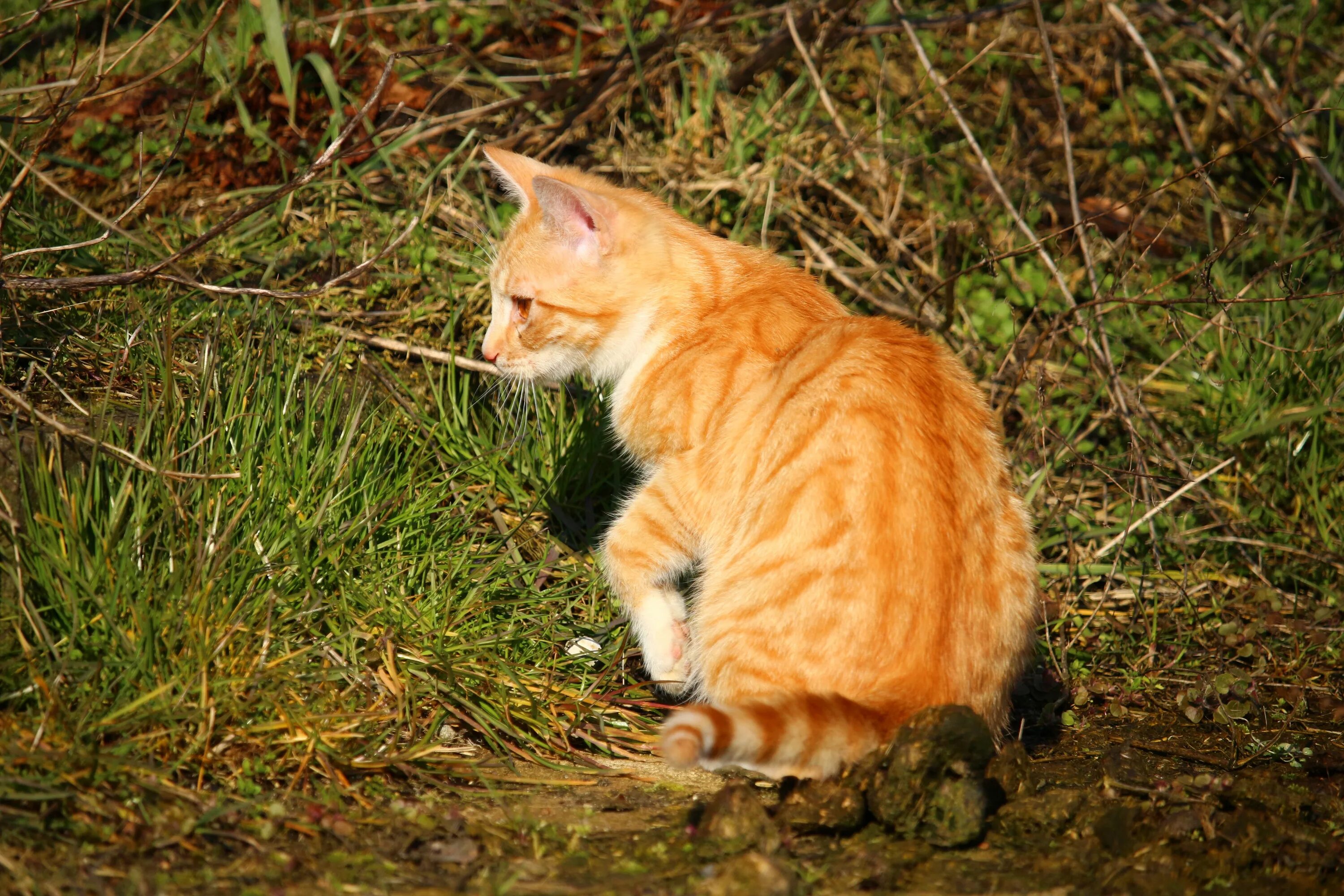 Рыжая кошка с черными пятнами порода. Макрелевый табби рыжий. Красный табби макрель. Рыжий кот. Рыжий полосатый кот.