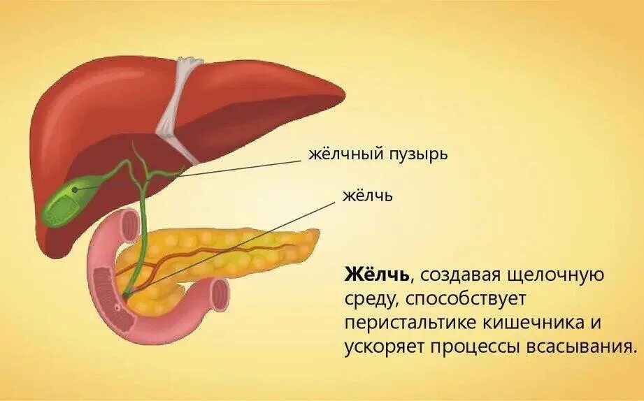 Печень человека вырабатывает желчь. Желчный пузырь пищеварительный сок. поджелудочная железа смешанная секреция. поджелудочная железа железа смешанной секреции. желчный пузырь вырабатывает желчь.