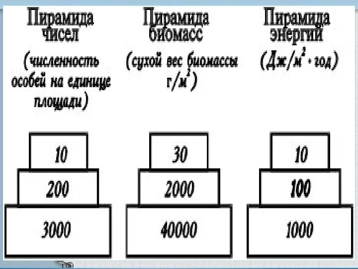 Экологическая пирамида численности. Пирамида чисел биомассы и энергии. Экологическая пирамида энергии. Пирамида чисел.