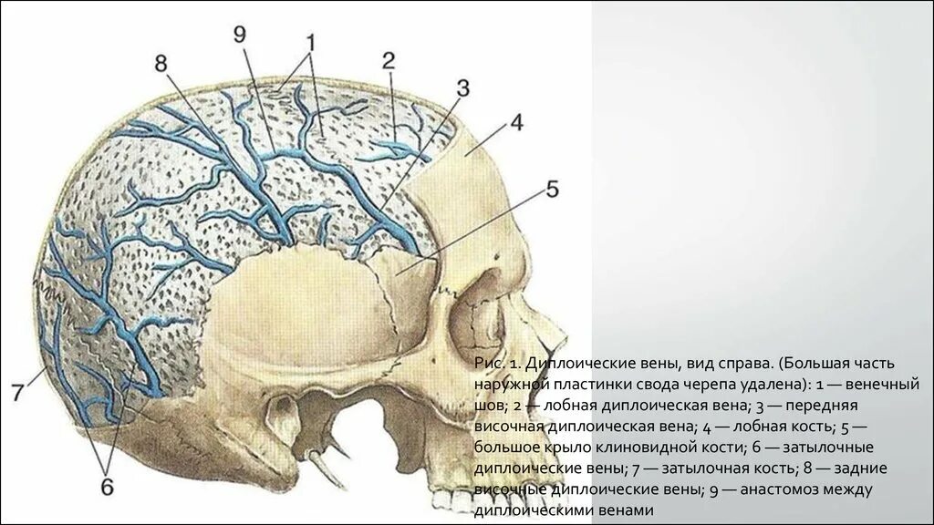 Соединение теменной кости и затылочной. Диплоические вены черепа. Диплоические лобная Вена. Сосцевидная эмиссарная Вена. Передняя височная диплоическая Вена.