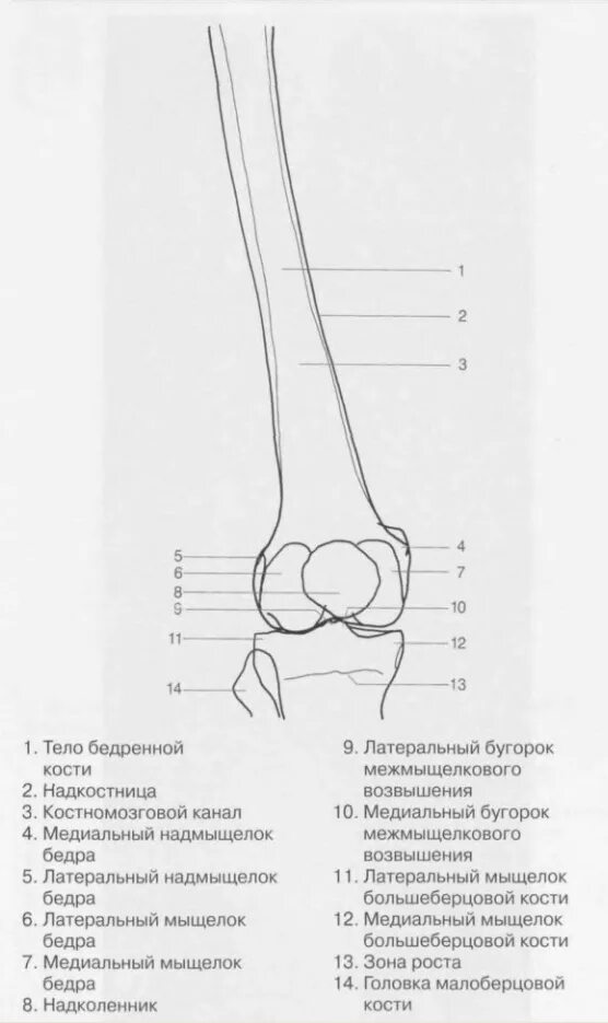 Медиальный бедренный мыщелок. Рентген бедренной кости большеберцовой. Медиальный мыщелок большеберцовой кости. Перелом медиального мыщелка бедренной кости рентген. Рентгенограмма бедренной кости схема.