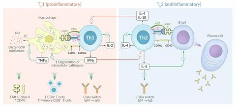 Activation Of B Lymphocytes - B Cell Activation And Antibody Production 