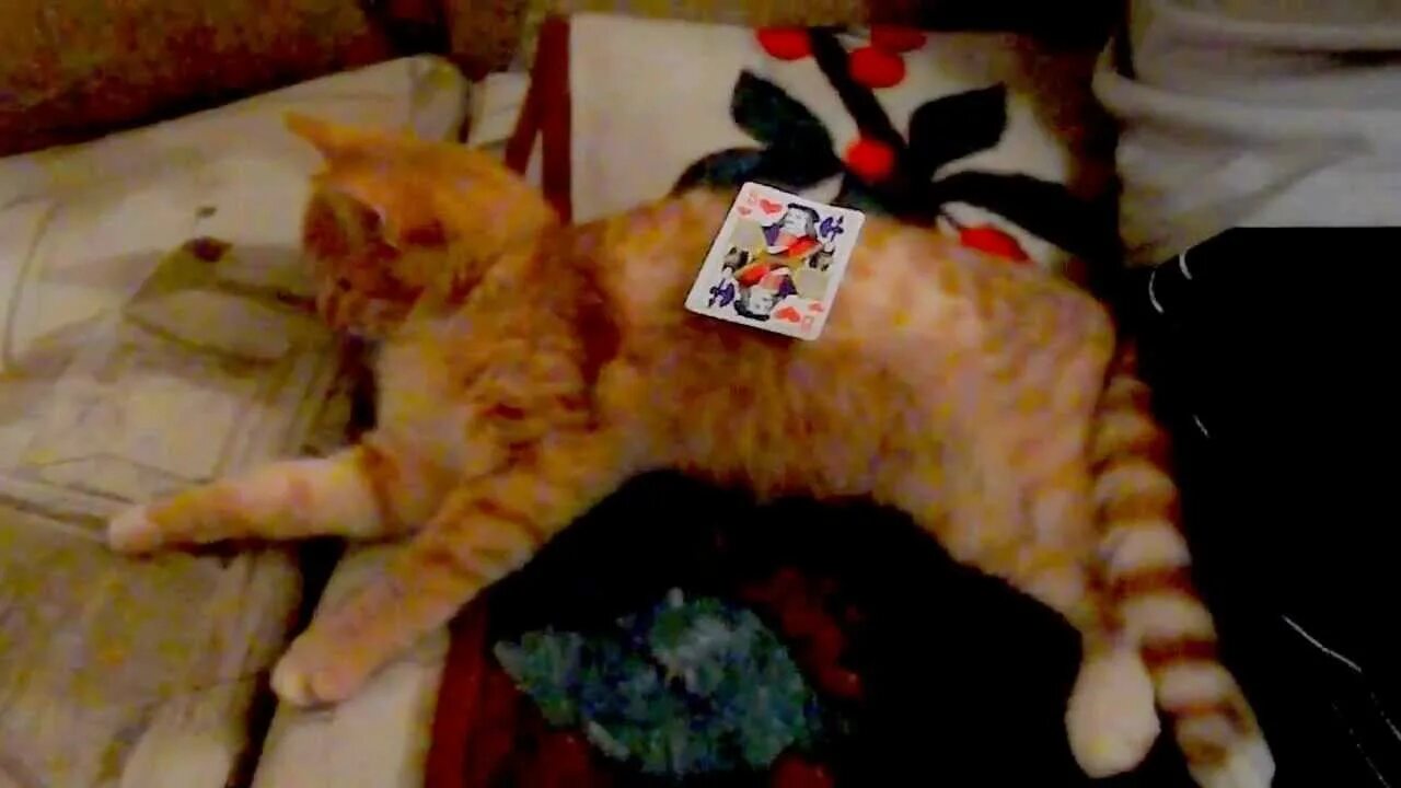 Рыжий кот логотип. Вышивка бисером рыжий кот. Рыжий кот на кушетке. Дневник школьный "кот". Рыжий голубоглазый котенок.