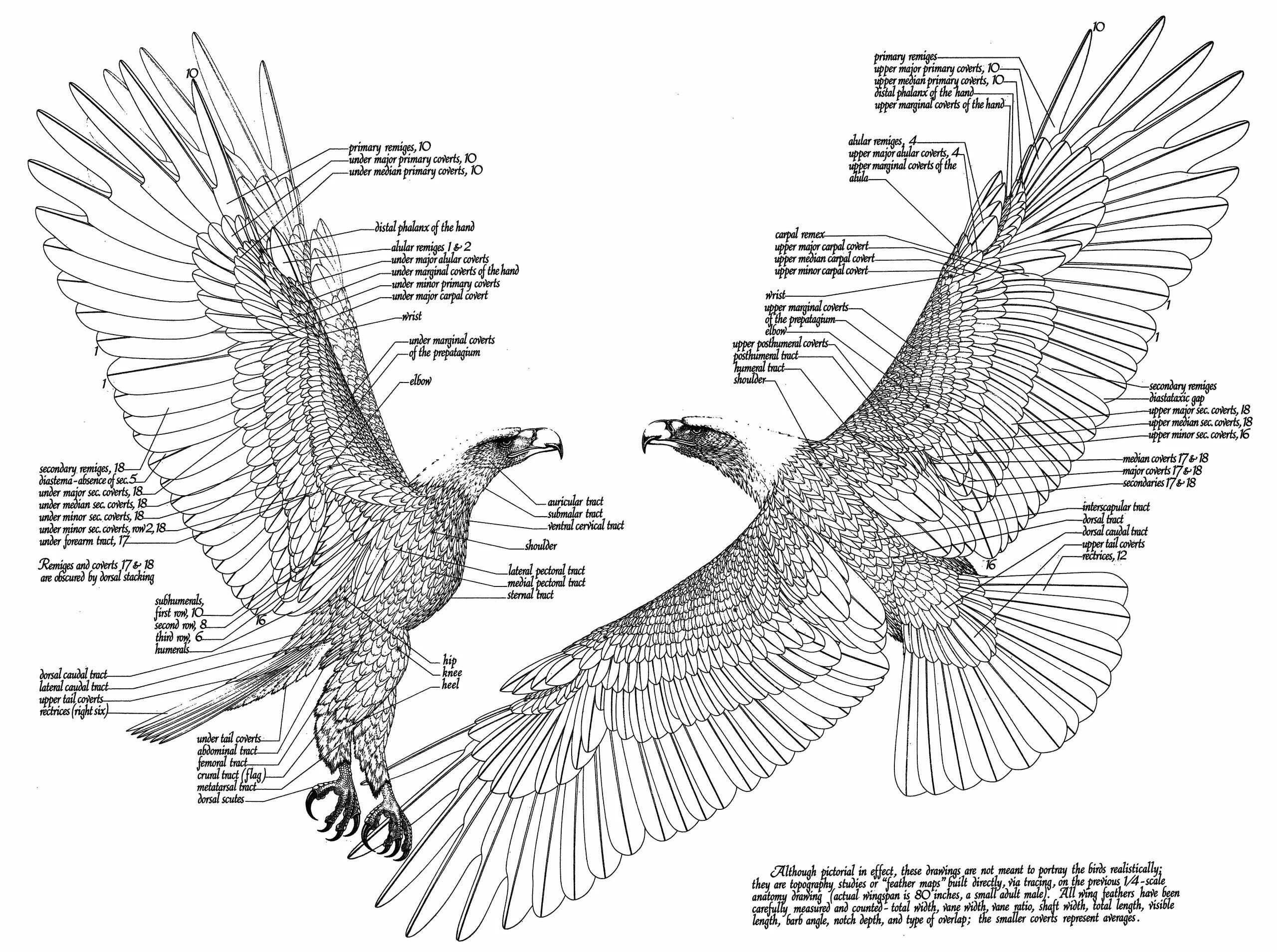 Анатомия птиц. Строение орла. Анатомия птиц для художников. Внешнее строение орла.