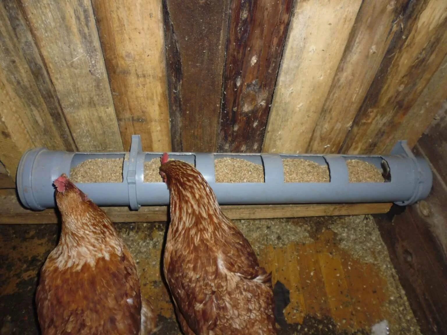 Кормушка для курей несушек. Кормушка для кур. Бункерная поилка для кур из трубы 110. Кормушки для кур несушек. Кормушка для кур.