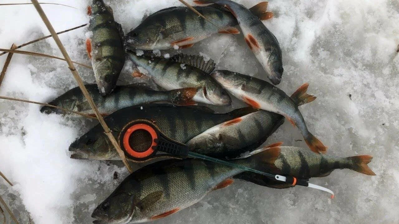 Ловля окуней на озере. Рыбалка на окуня. Зимний окунь. Окунь зимой. Зимний улов.