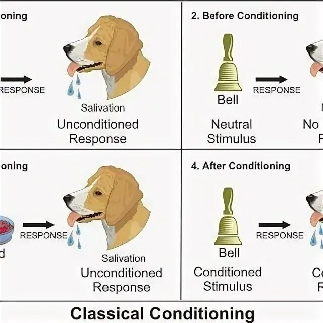 Опыт Павлова с собакой. Собака Павлова эксперимент. Опыт Павлова с собакой картинка. Conditioning process