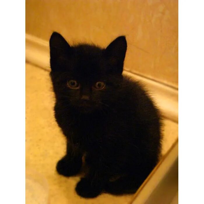 Черный котенок 2 месяца. Маленький черный котенок. Кошки маленькие черные. Черный котенок 1 месяц. Какие черные котята есть