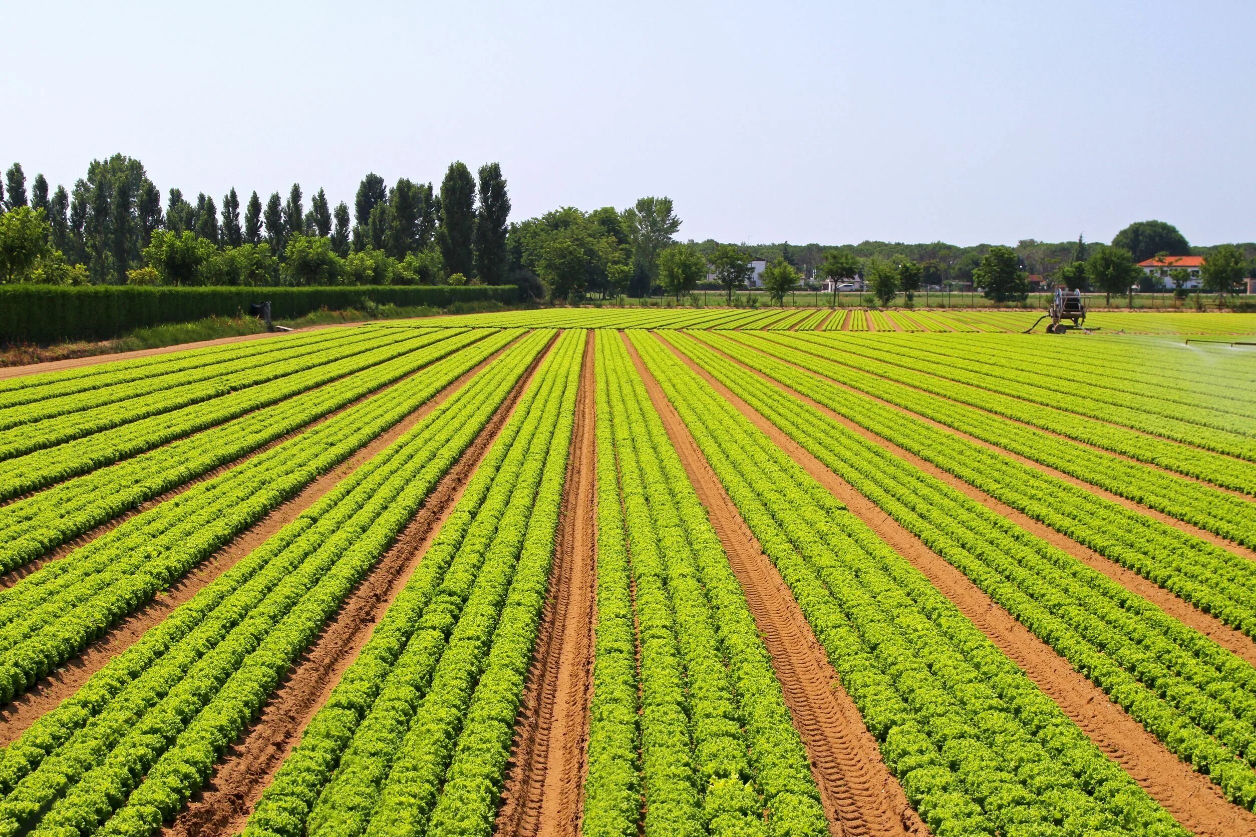 Natural farming. Сельскохозяйственные земли. Сельскохозяйственный ландшафт. Поле сельское хозяйство. Поле овощей.