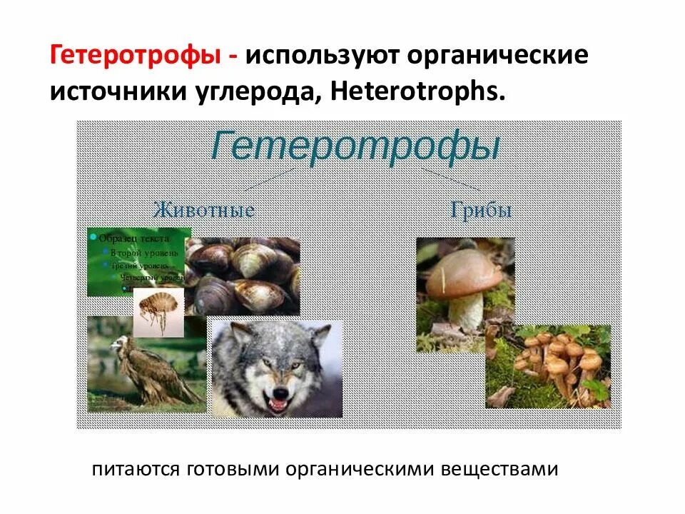 Что такое гетеротрофный тип питания