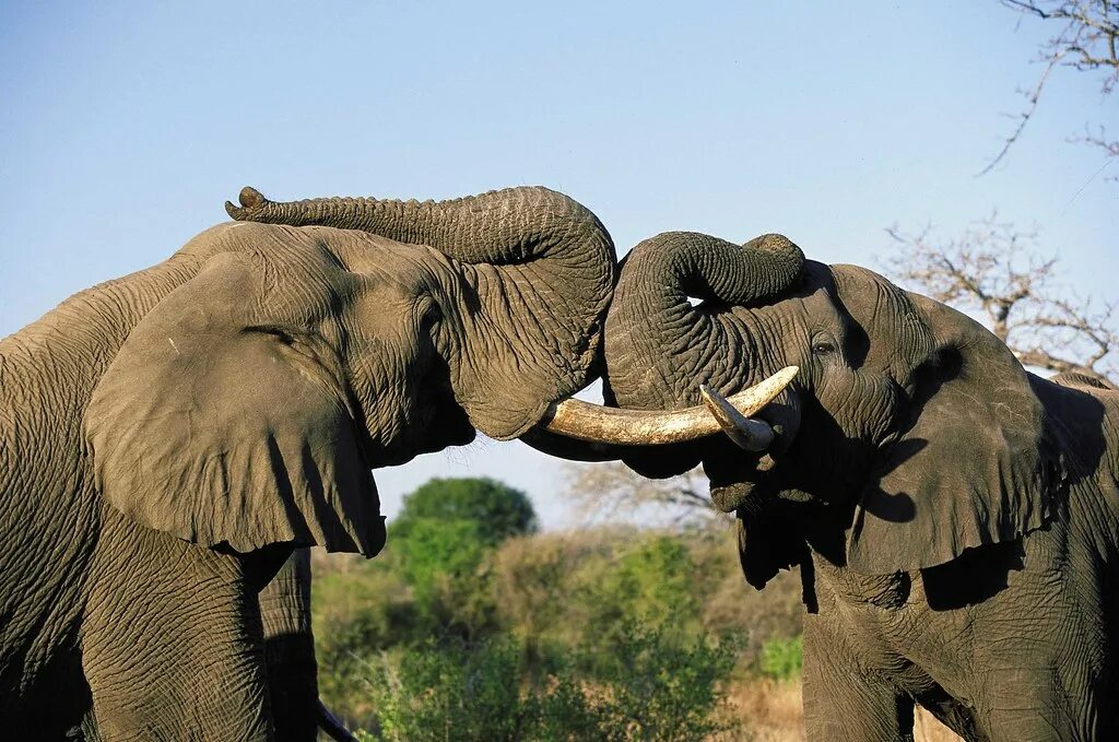 Слоны. Слон в Африке. Слон фото. Африканские слоны. Two elephants