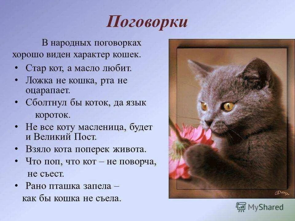 Предложения слов кошек. Пословицы и поговорки о котах. Пословицы про кота. Поговорки про кошек. Пословицы о кошках.