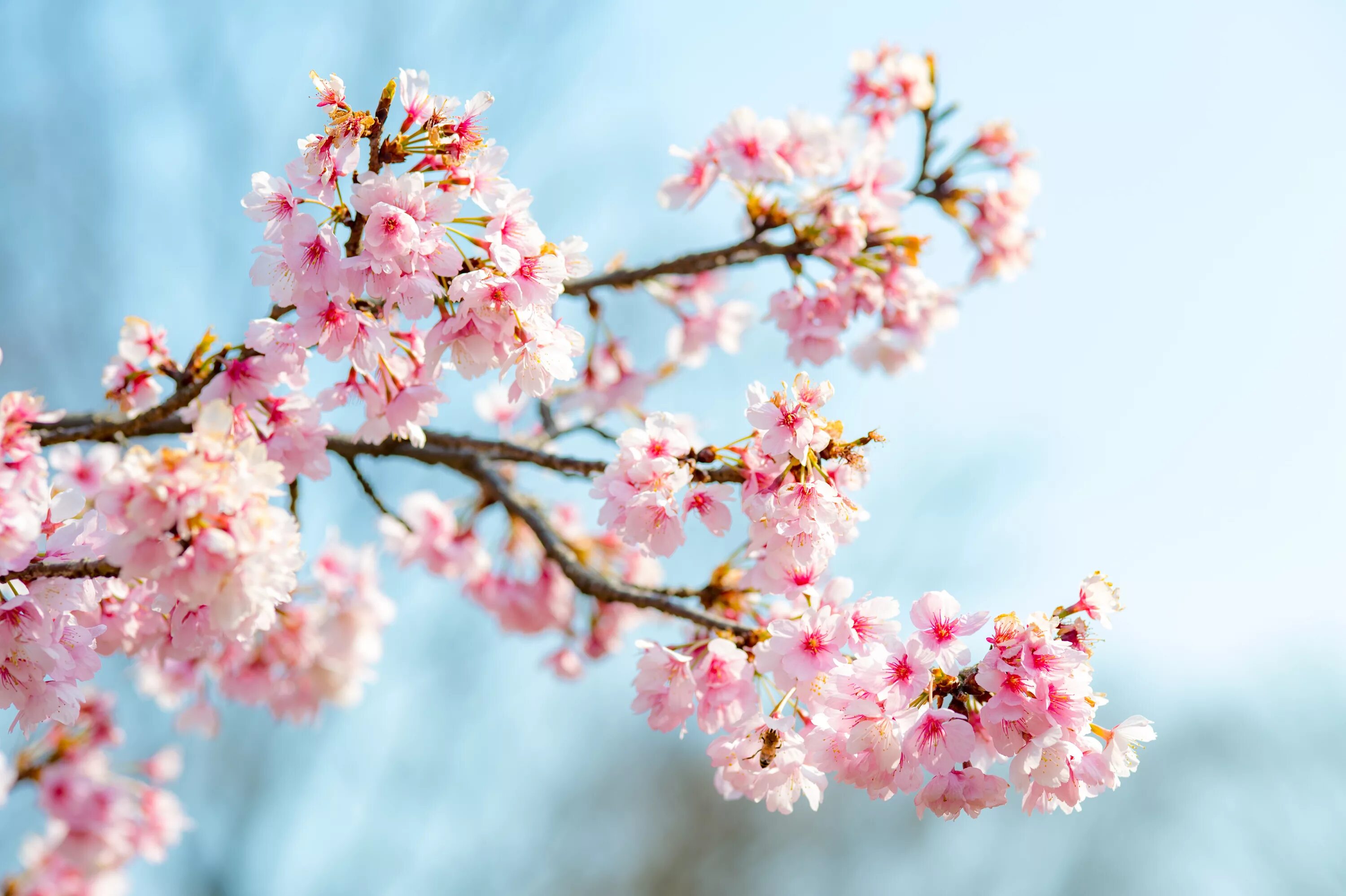 Blossom сайт. Сакура черри блоссом. Черри блоссом цветок. Веточка Сакуры. Цветение Сакуры.