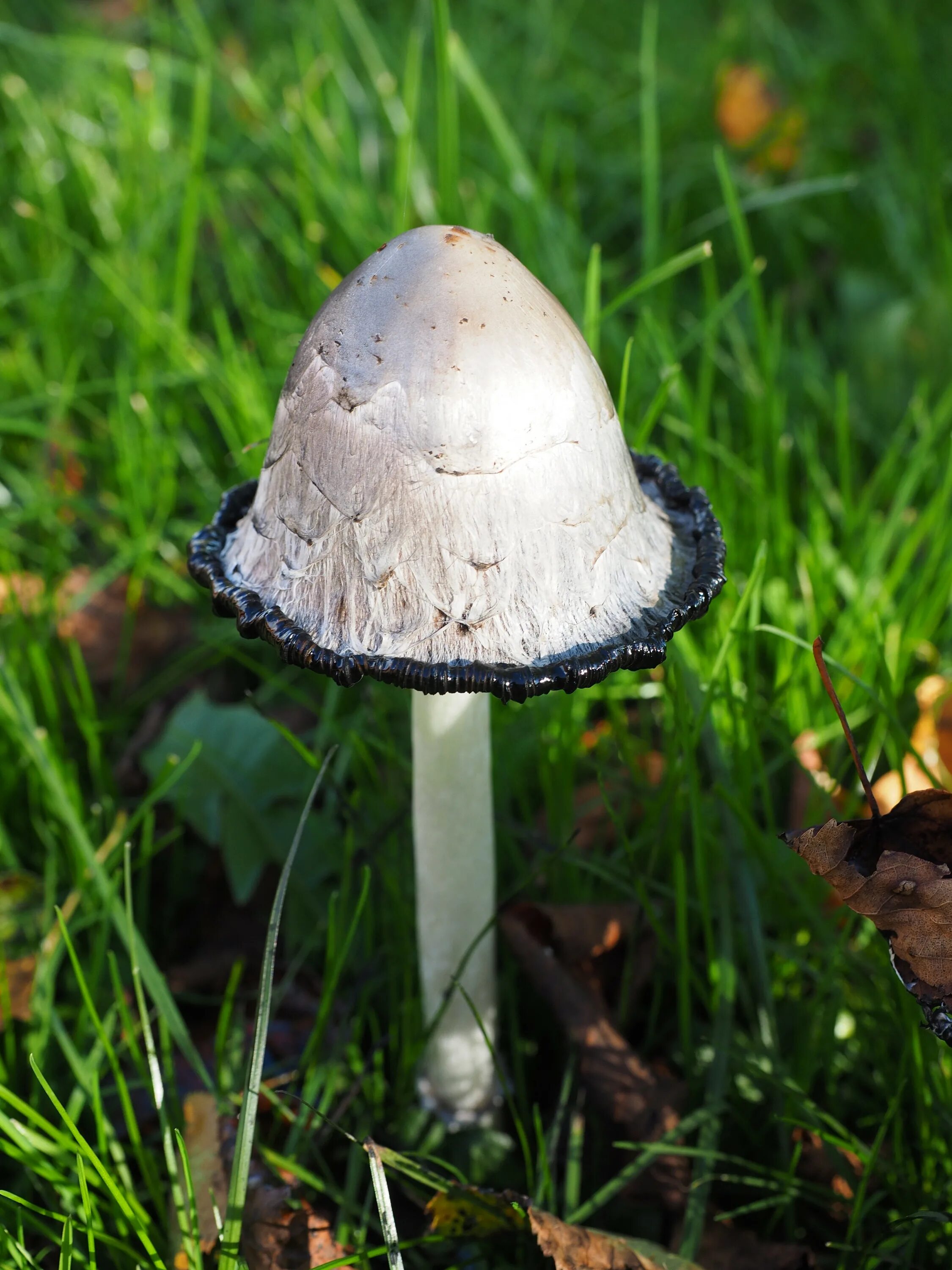 Гриб навозник поганка. Навозник белый Coprinus comatus. Мухомор и поганка. Гриб навозник черный. Трубчатая поганка