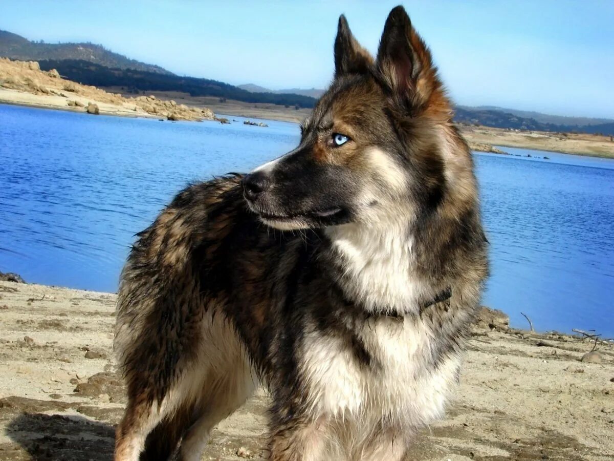 Герберийский шепски. Смесь хаски и овчарки. Помесь хаски и овчарки. Смесь хаски и овчарки. Герберийский шепски.