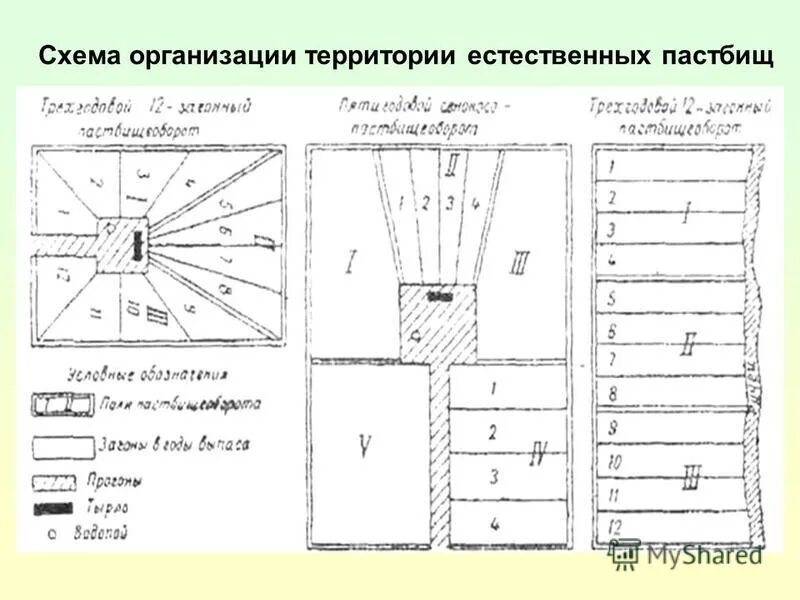никарагуа выпас скота. устройство пастбищ. сенокосно пастбищный участок. электропастух для коров. коровы пасутся.