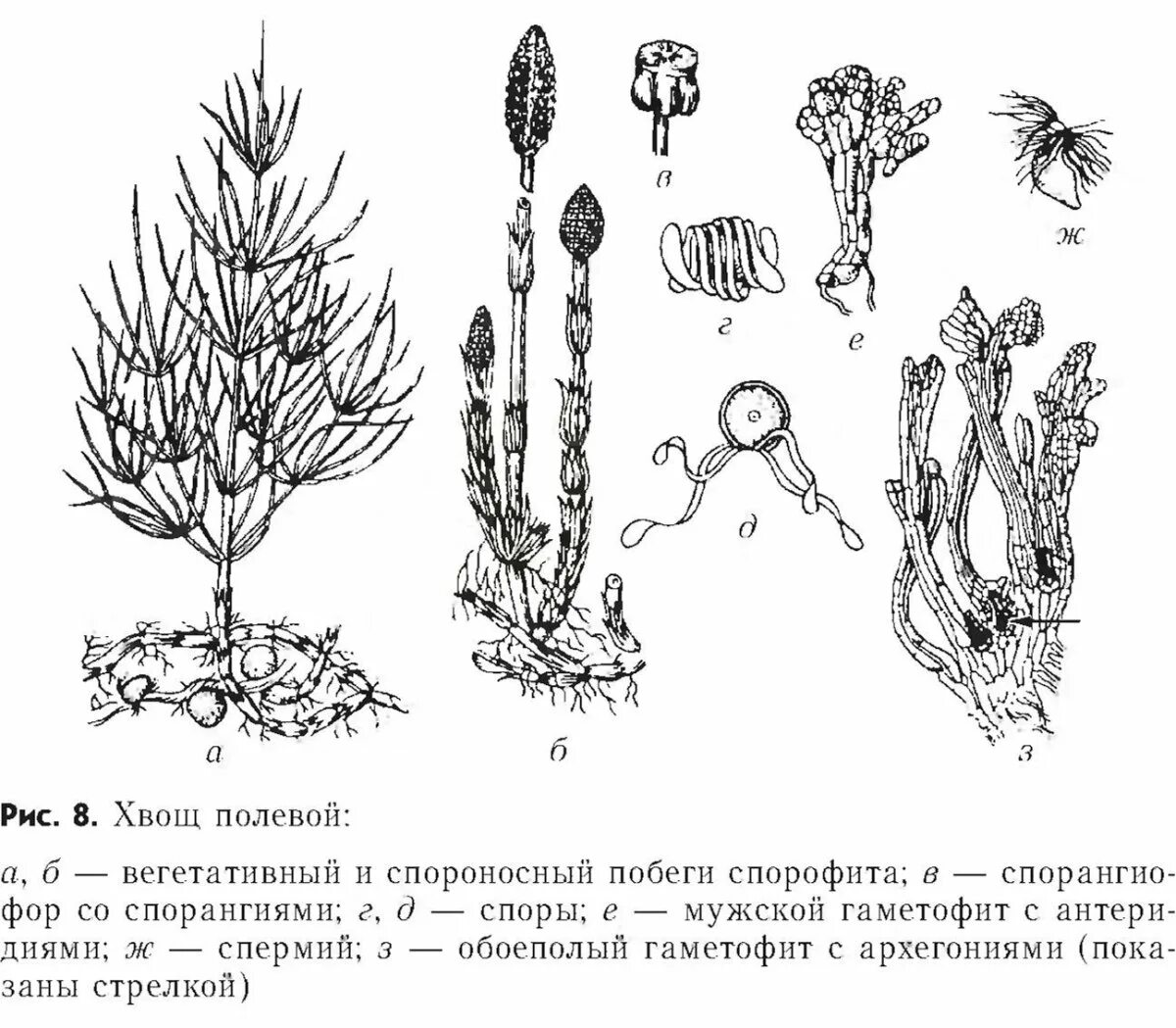 Спорангиофор хвоща. Жизненный цикл хвоща полевого. Спороносный колосок хвоща полевого. Хвощ полевой заросток. Виды спорофитов