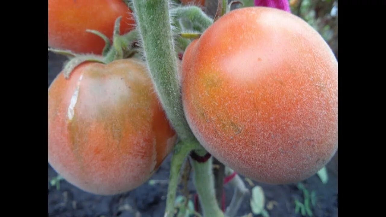 Семена пушистого томата ПЕРСИК БЛОВ САТТОН (Peach Blow Sutton) купить в новосиби