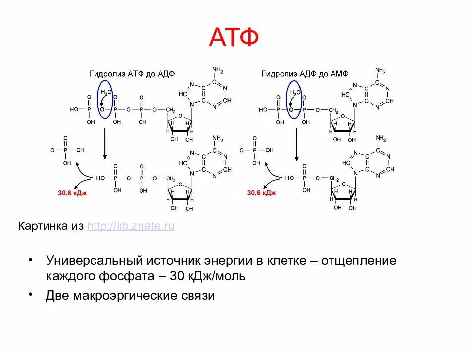 Атф составляет. Схема гидролиза АТФ. Схема гидролиза АТФ В организме. Схема реакции гидролиза АТФ. Гидролиз АТФ реакция.