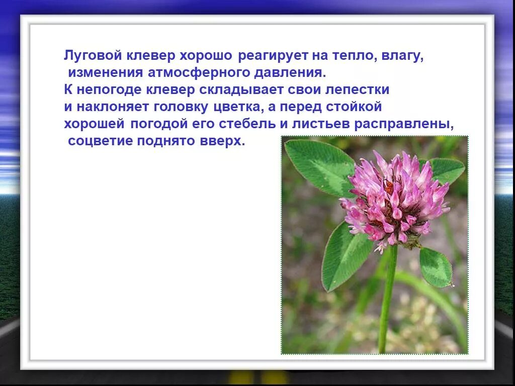 Клевер Луговой 3 класс окружающий мир. Информация о клевере. Клевер описание растения. Сообщение о растении Клевер.