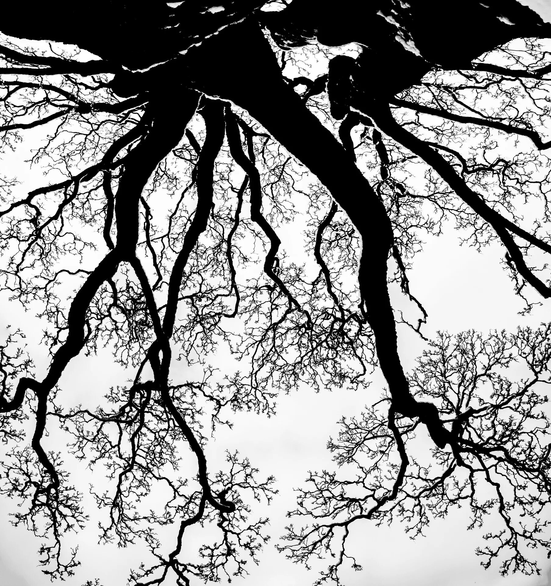 Видны были только силуэты. Силуэт дерева. Силуэт дерева без листьев. Темные силуэты деревьев. Красивый силуэт дерева.