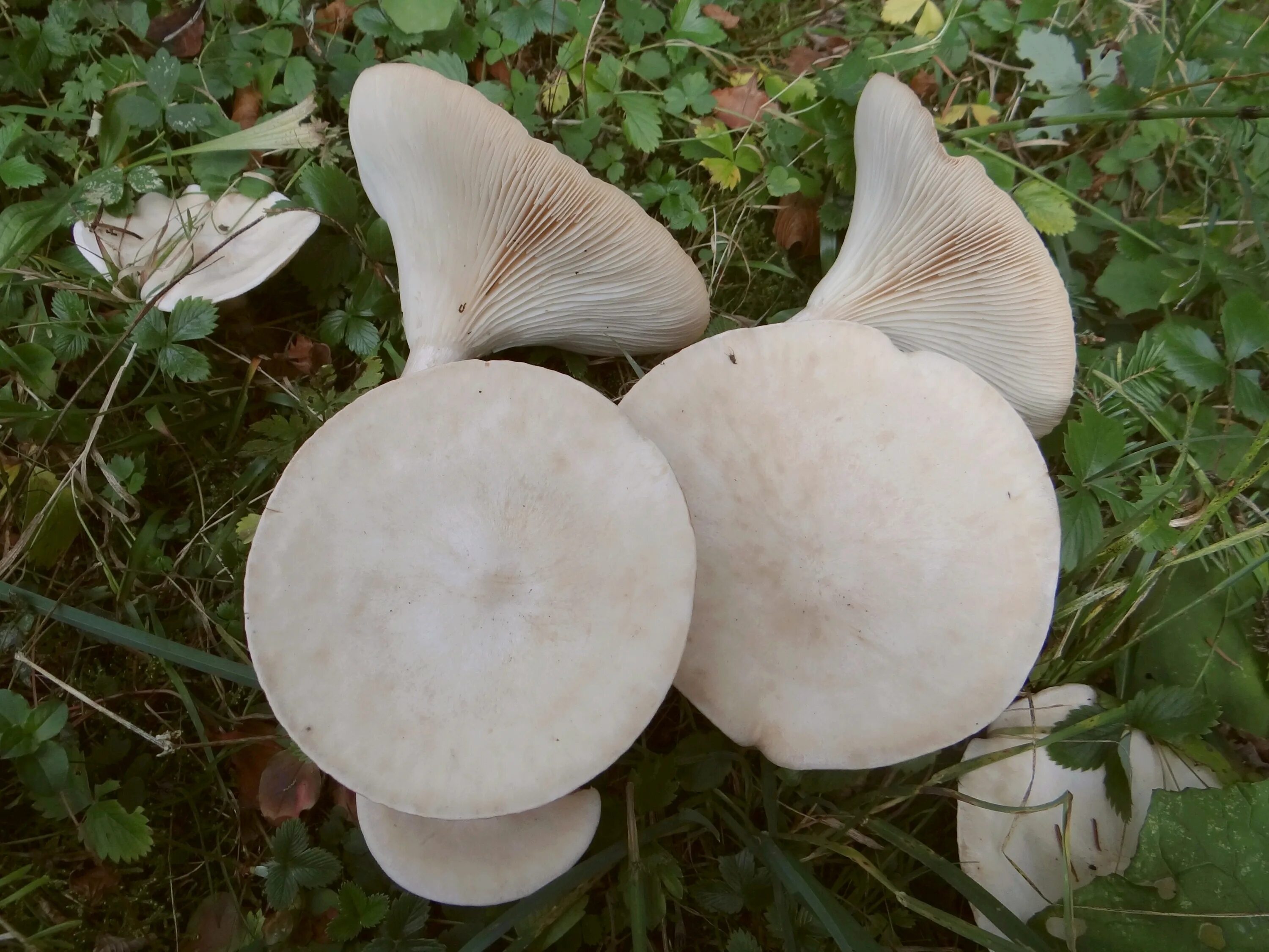 Говорушка восковатая. Говорушка беловатая (Clitocybe dealbata). Говорушка листолюбивая. Говорушка восковатая говорушка восковатая.