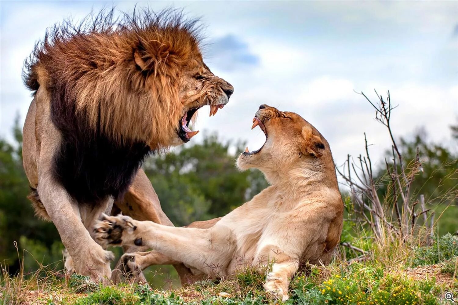Animal communication. Лев и львица дерутся. Звери дерутся. Агрессия животных. Львицы дерутся.