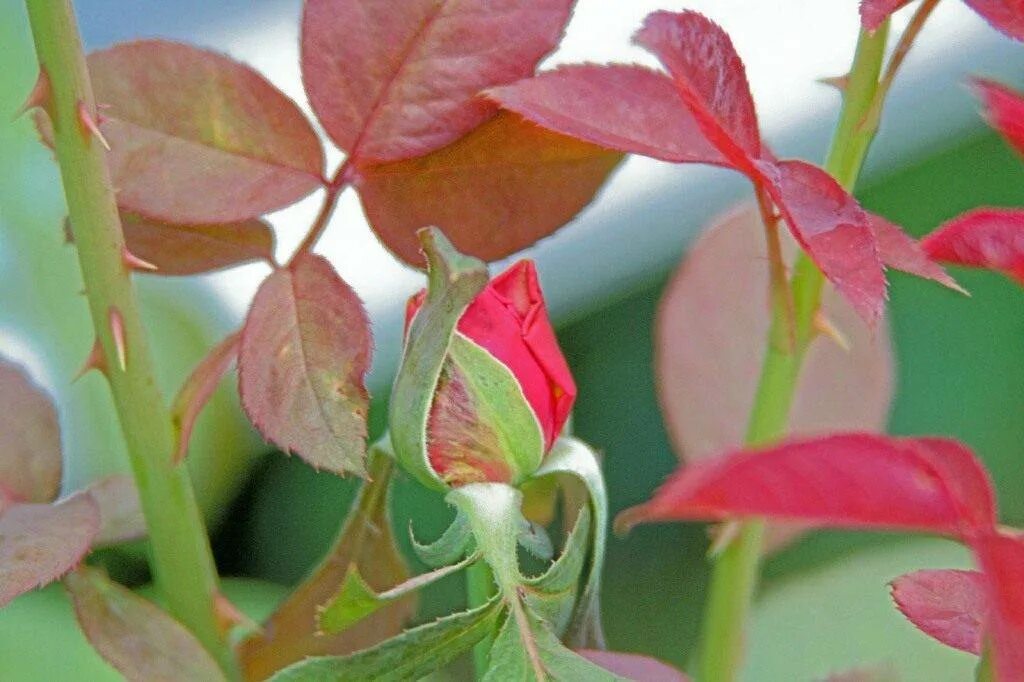 Красные края листьев. Мраморность листьев розы. Ржавчина на листьях розы. Розовый лист. Краснеют листочки у розы.