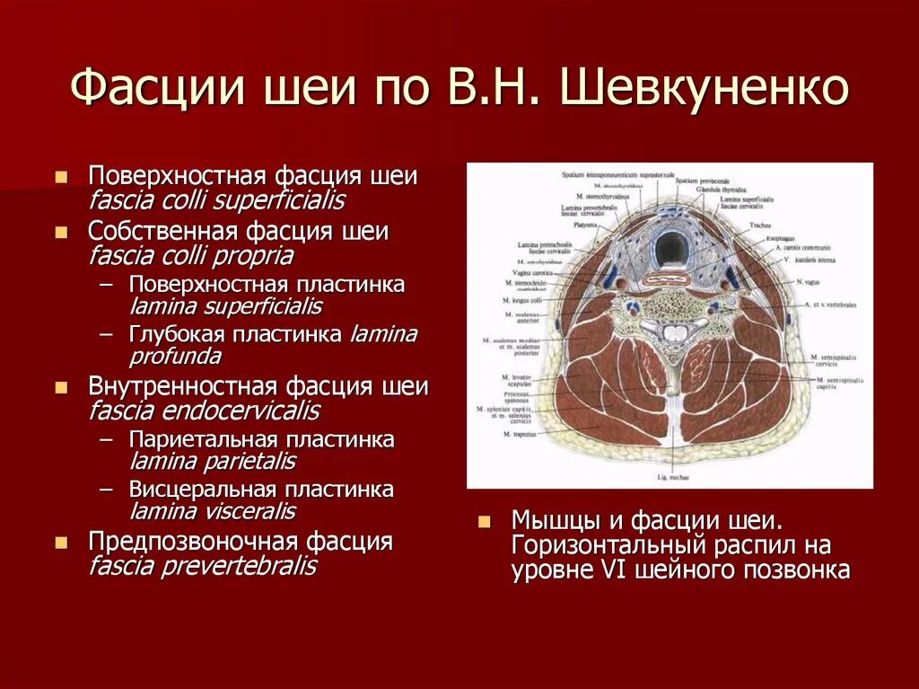 Spatium retropharyngeum. Фасции шеи Шевкуненко. Фасции шеи топографическая анатомия Шевкуненко. Фасции по Шевкуненко топографическая анатомия. Топографическая анатомия третьей фасции шеи по в.н.Шевкуненко,.