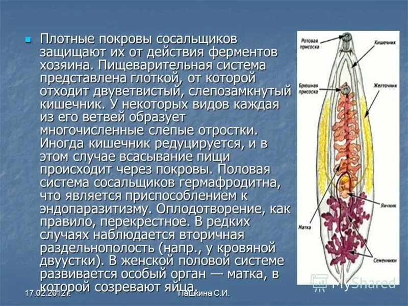 Патогенное действие сосальщиков. Системы сосальщика. Система органов сосальщиков. Нервная система сосальщика. Пищеварительная система сосальщика.