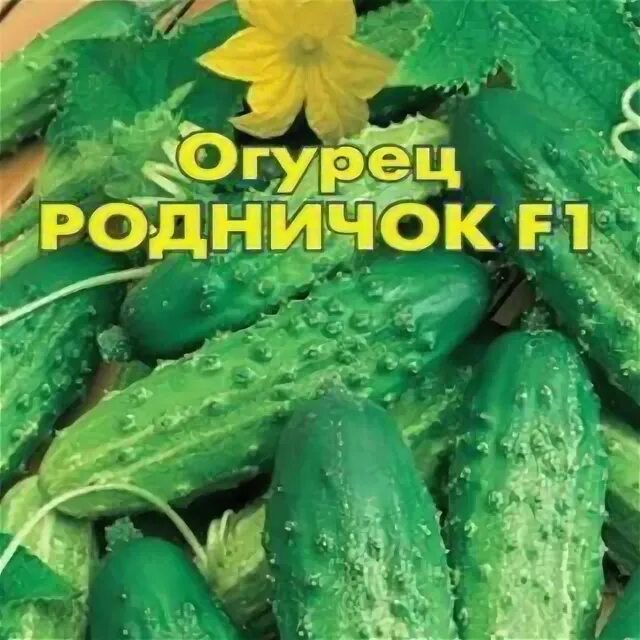 Родничок f1. Ранние сорта огурцов. Сорт огурцов Скорпион. Огурец сорт надежный. Сорт Родничок виды.