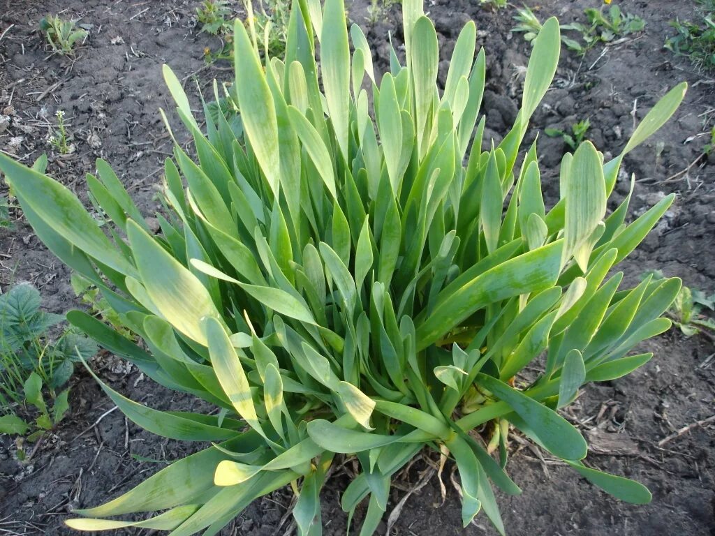 Allium Millenium Plants, High country gardens, Perennial plants