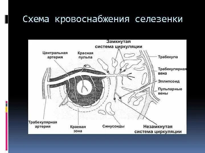 Артерии селезенки. Кровоснабжение селезенки анатомия. Схема кровообращения в селезенке. Кровоснабжение селезенки гистология. Схема кровообращения селезенки (открытое и закрытое кровообращение).