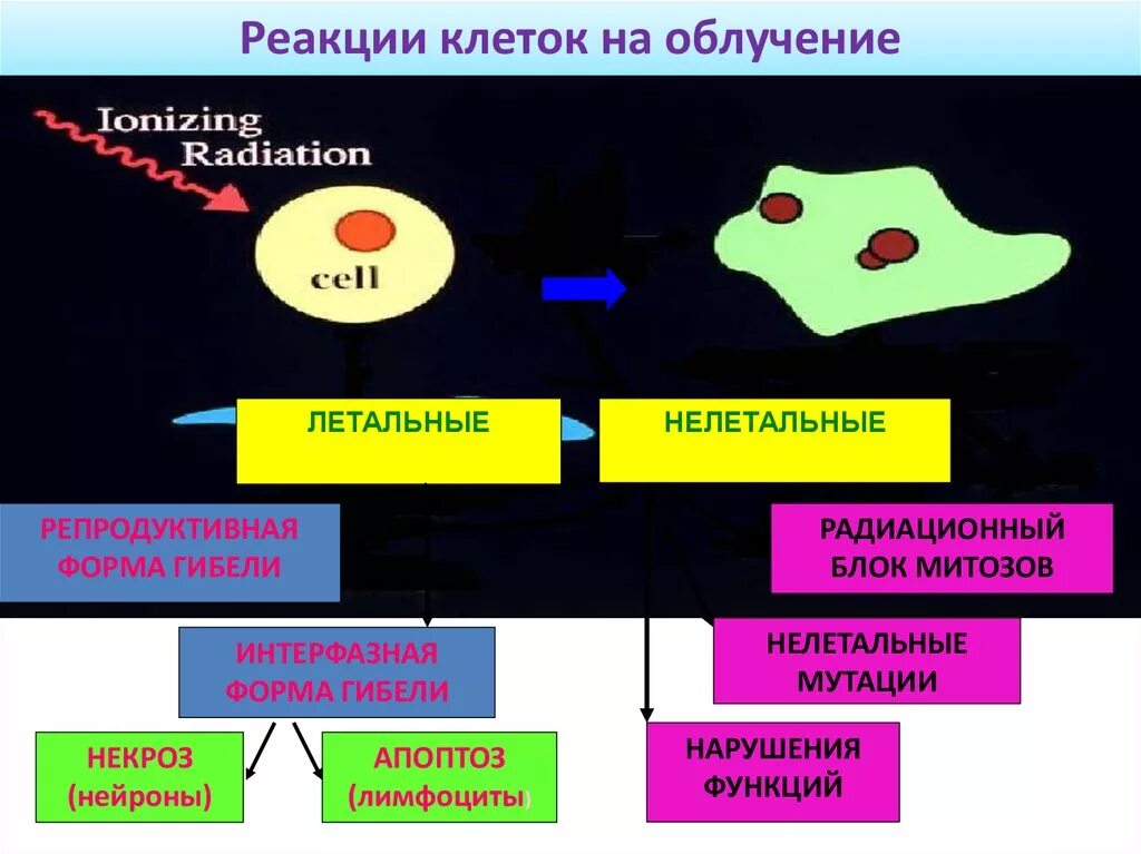 Химические изменения клеток. Реакции клеток на облучение. Реакция клеток на ионизирующее излучение. Реакции клеток на облучение формы лучевой гибели клеток. Форма радиационной гибели клетки.