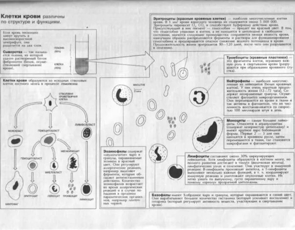 Функции клеток крови таблица. Строение и функции клеток крови таблица. Клетки крови таблица 8 класс биология. Клетки крови их строение и функции. Клетки крови таблица 8.