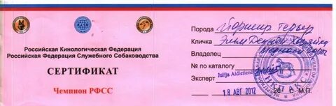 Юный чемпион