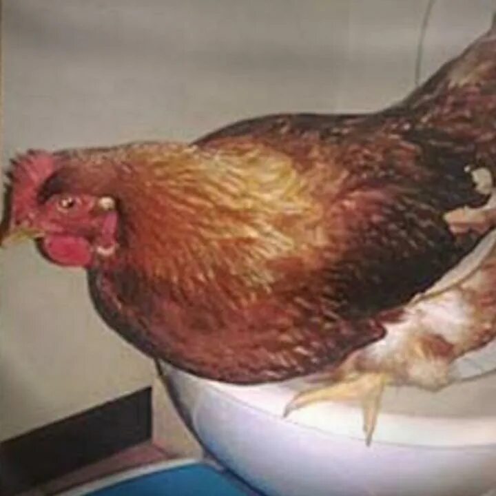 Почему курица вялая