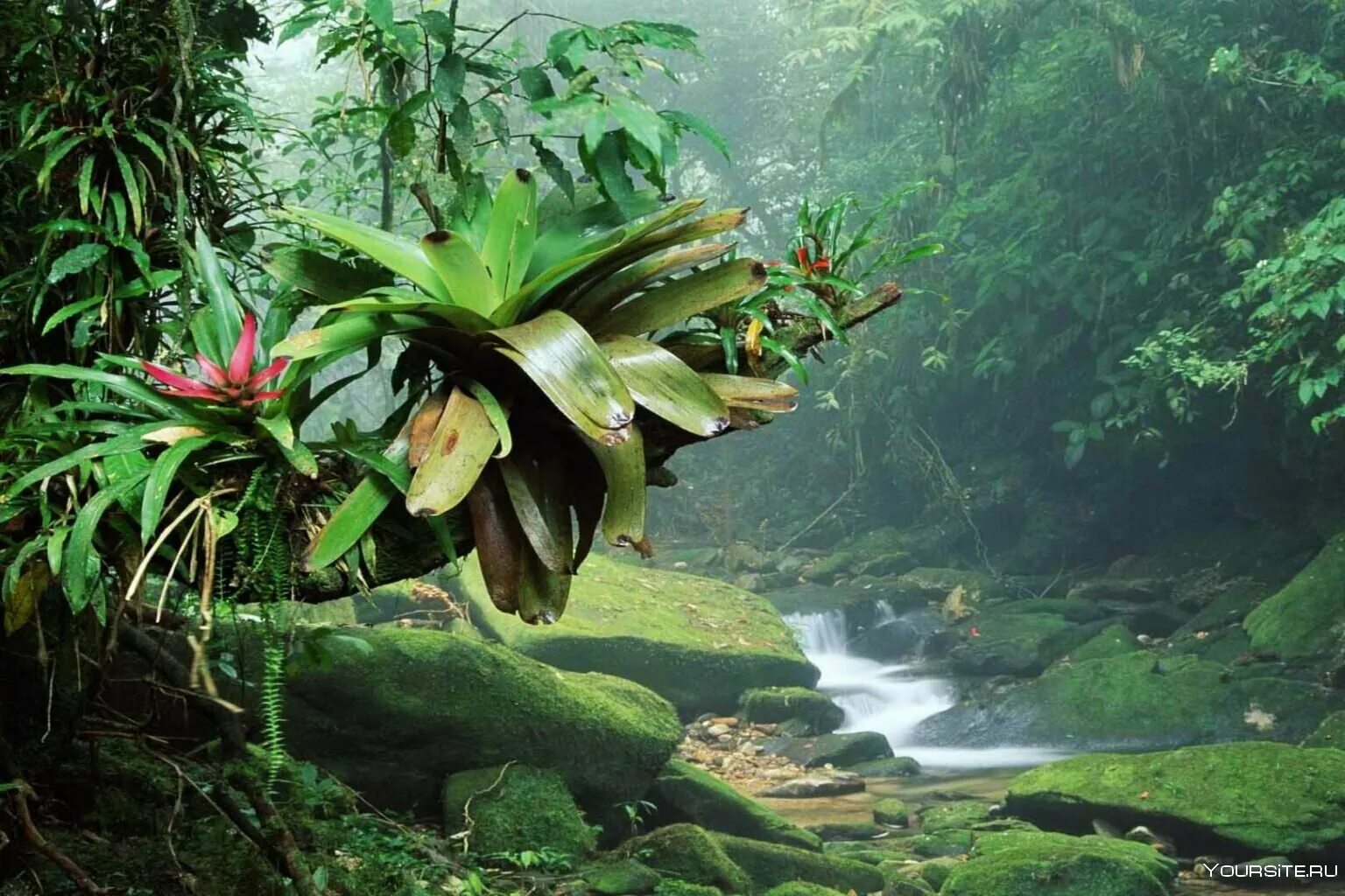 Предпочитают тенистые влажные местообитания. Амазонские джунгли Бразилия. Бразилия тропические леса Сельва. Сельва Южной Америки орхидеи.