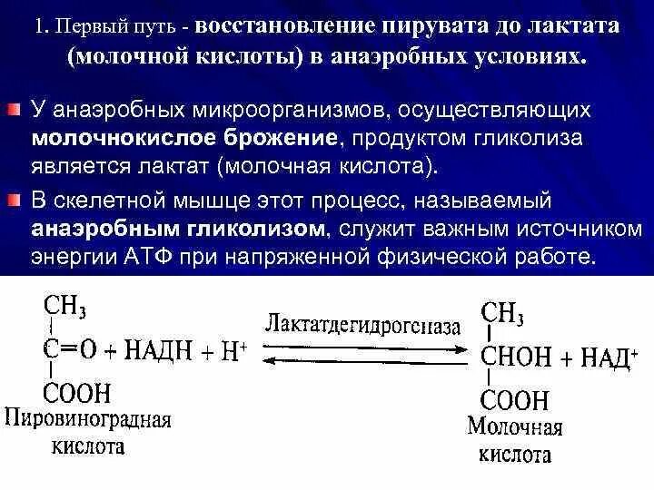 Кислоты восстанавливаются до. ПВК пировиноградная кислота. Лактат пировиноградная. ПВК пируват. Молочная кислота из пирувата.