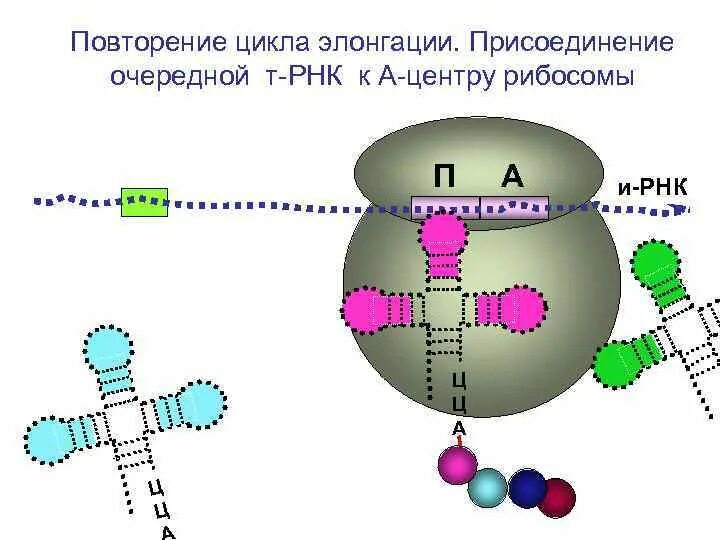 Элонгационный цикл рибосомы. ТРНК. Т РНК В рибосоме. Элонгация трансляции.