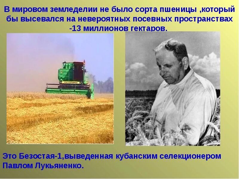 Кубановедение 3 класс твои земляки труженики. Труженики полей. труженики кубани. герои кубанских полей. труженики кубанских полей.