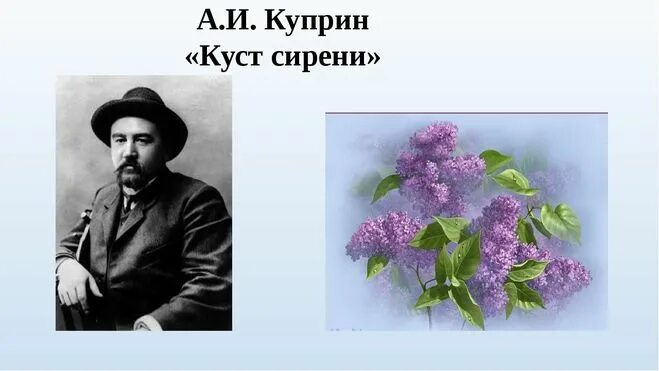 Куст сирени Куприн. Куст сирени рисунок Куприна. Куст сирени Куприн иллюстрации.