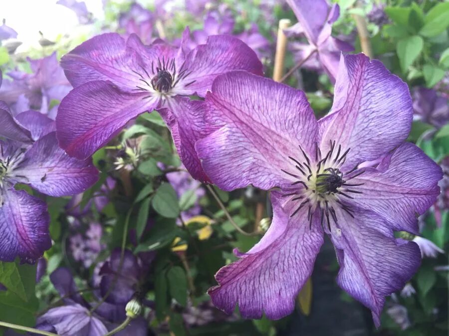клематис аметист бьюти. клематис (clematis astra nova. клематис клаудберст. клематис блю оушен. новые клематисы.